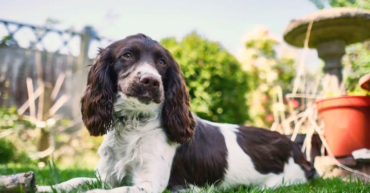 The Ultimate Guide to Sprocker Spaniel Breed Information Traits, Care, and Training