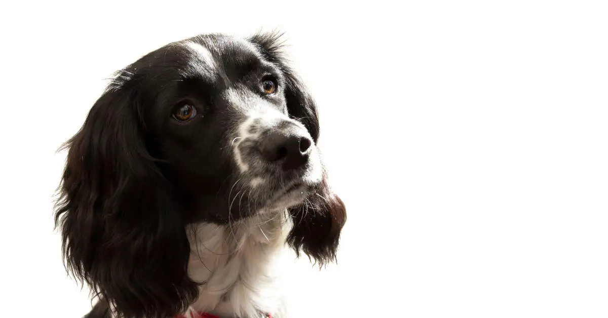 The Ultimate Guide to Sprocker Spaniel Breed Information Traits, Care, and Training