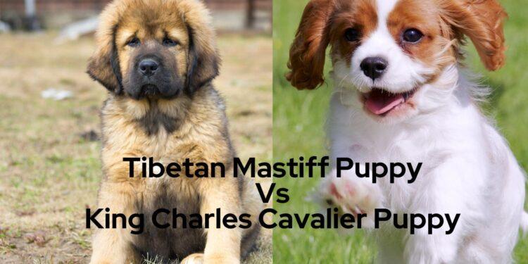 Tibetan Mastiff Puppy Vs. Kings Charles Cavalier Puppy