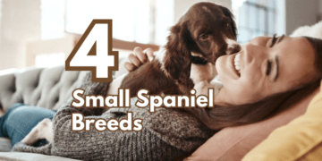 4-Small-Spaniel-Breeds-to-Match-Your-Persona