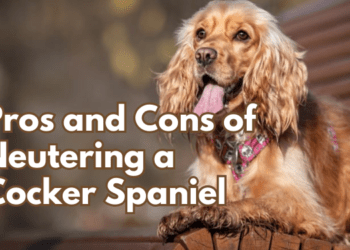 6-Biggest-Pros-and-Cons-of-Neutering-a-Cocker-Spaniel