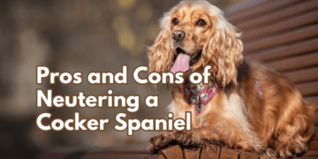 6-Biggest-Pros-and-Cons-of-Neutering-a-Cocker-Spaniel