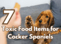 7-Toxic-Food-Items-for-Cocker-Spaniels