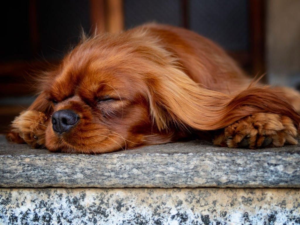 cavalier-king-charles-sleeping