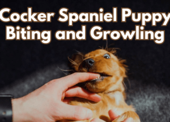 Cocker-Spaniel-Puppy-Biting-and-Growling