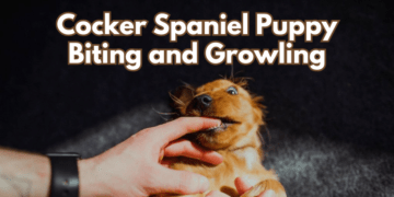 Cocker-Spaniel-Puppy-Biting-and-Growling