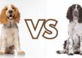 Cocker-Spaniel-vs.-Springer-Spaniel-A-Newbie-Guide