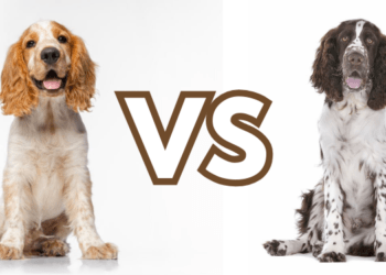 Cocker-Spaniel-vs.-Springer-Spaniel-A-Newbie-Guide