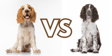 Cocker-Spaniel-vs.-Springer-Spaniel-A-Newbie-Guide