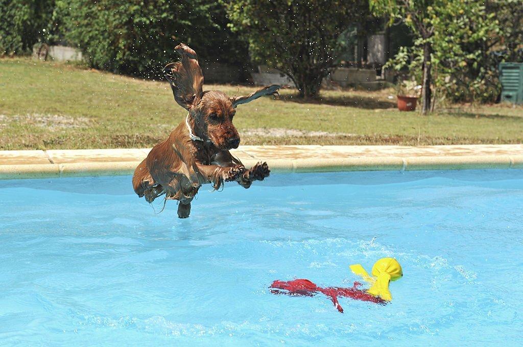 Cocker-Spaniels-Like-Water