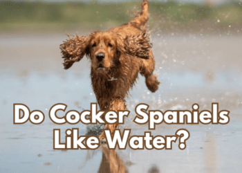 Do Cocker Spaniels Like Water? Tips & Warnings