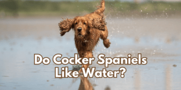 Do Cocker Spaniels Like Water? Tips & Warnings