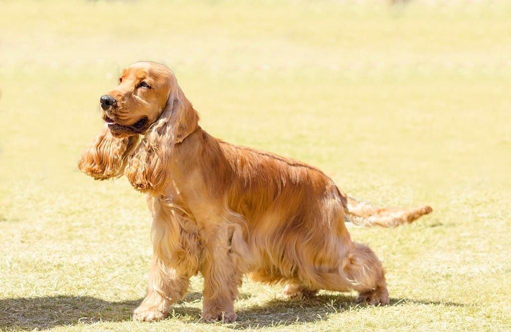 English-Cocker-Spaniel-small-spaniel-breeds