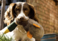 Engaging Activities to Energize Your English Springer Spaniel