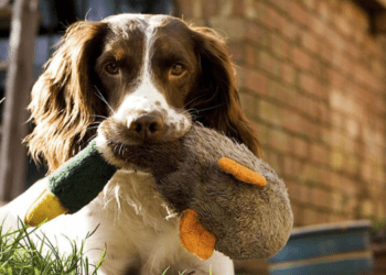 Engaging Activities to Energize Your English Springer Spaniel