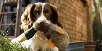 Engaging Activities to Energize Your English Springer Spaniel