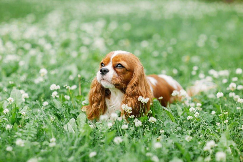 English-Toy-Spaniel-small-spaniel-breed