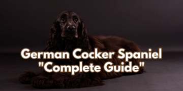 German Cocker Spaniel Breed Information: Complete Guide