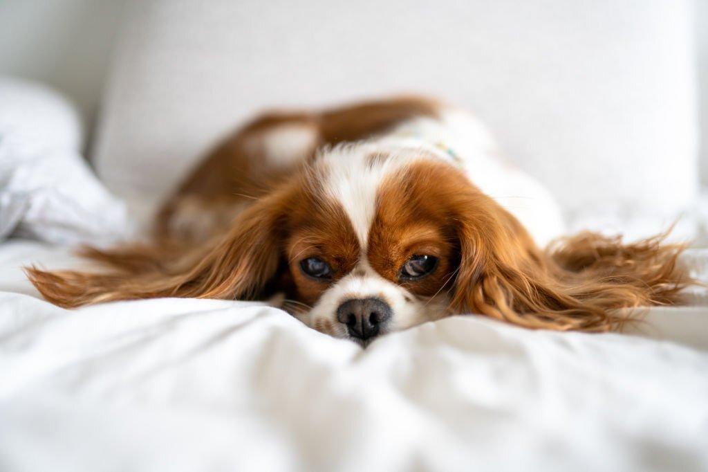 Know-Why-Do-Cavalier-King-Charles-Sleep-So-Much