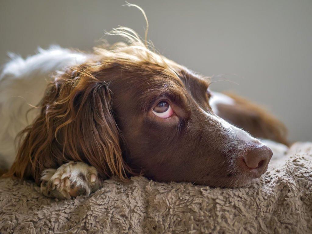 pros-and-cons-of-neutering-a-cocker-spaniel