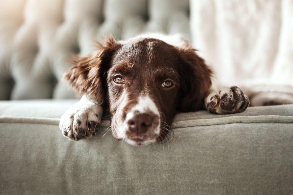 Small-Spaniel-Breeds