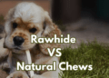 Rawhide-vs.-Natural-Chews-for-Cocker-Spaniels-2023