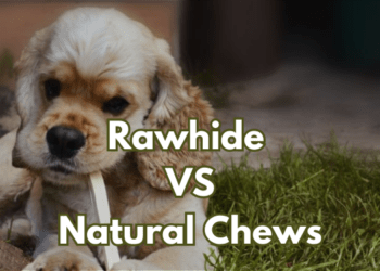 Rawhide-vs.-Natural-Chews-for-Cocker-Spaniels-2023