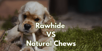 Rawhide-vs.-Natural-Chews-for-Cocker-Spaniels-2023