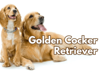 golden-cocker-retriever