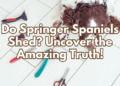 Do Springer Spaniels Shed? Uncover the Amazing Truth!