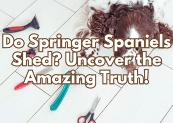 Do Springer Spaniels Shed? Uncover the Amazing Truth!