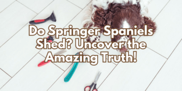 Do Springer Spaniels Shed? Uncover the Amazing Truth!