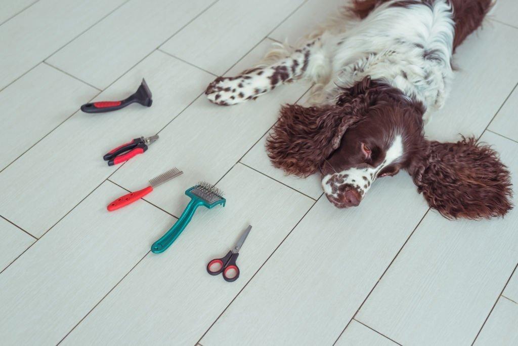 Springer Spaniels Shed 