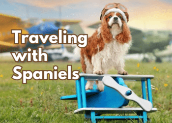 Traveling-with-Spaniels
