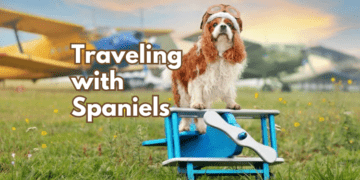 Traveling-with-Spaniels