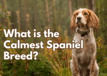 Calmest-Spaniel-Breed