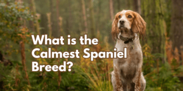 Calmest-Spaniel-Breed