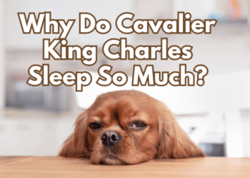 Why-Do-Cavalier-King-Charles-Sleep-So-Much