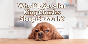 Why-Do-Cavalier-King-Charles-Sleep-So-Much