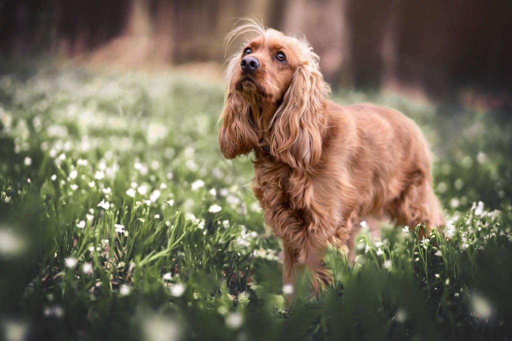 german-cocker-spaniel