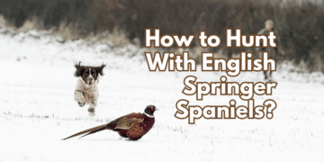 springer-spaniel-training-to-hunt
