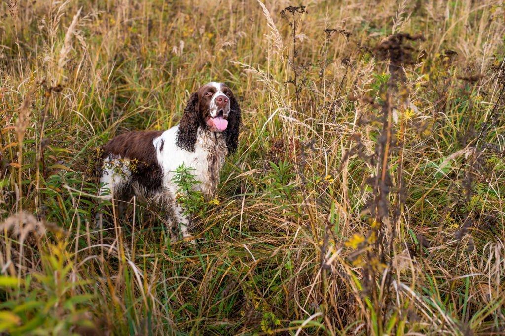 springer-spaniel-training-to-hunt