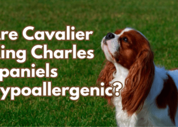 Are-Cavalier-King-Charles-Spaniels-Hypoallergenic