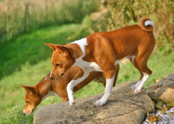 Basenjis