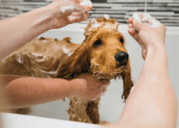 Bathe-Your-Cocker-Spaniel-Puppy
