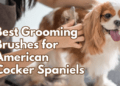 Best-Grooming-Brushes-for-American-Cocker-Spaniels