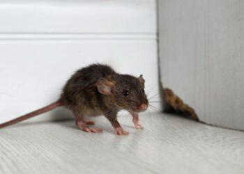 Tips To Prevent Pest Infestation