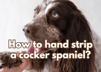 How-to-hand-strip-a-cocker-spaniel