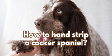 How-to-hand-strip-a-cocker-spaniel