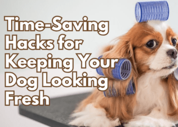 Time-Saving-Hacks-for-Keeping-Your-Dog-Looking-Fresh-Between-Grooming-Sessions